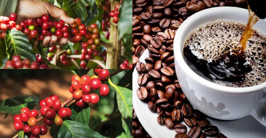 Como Cultivar Pé de Café em Casa