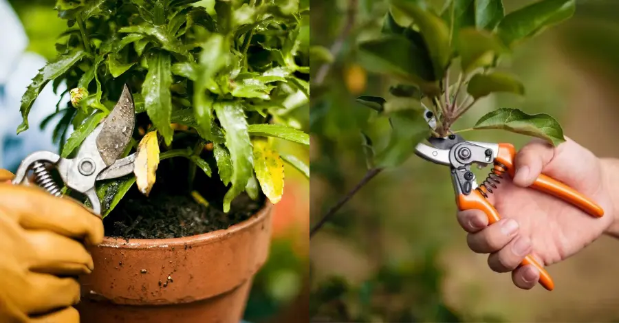 Como Podar Árvores e Plantas: Guia Passo a Passo para um Cuidado Eficiente