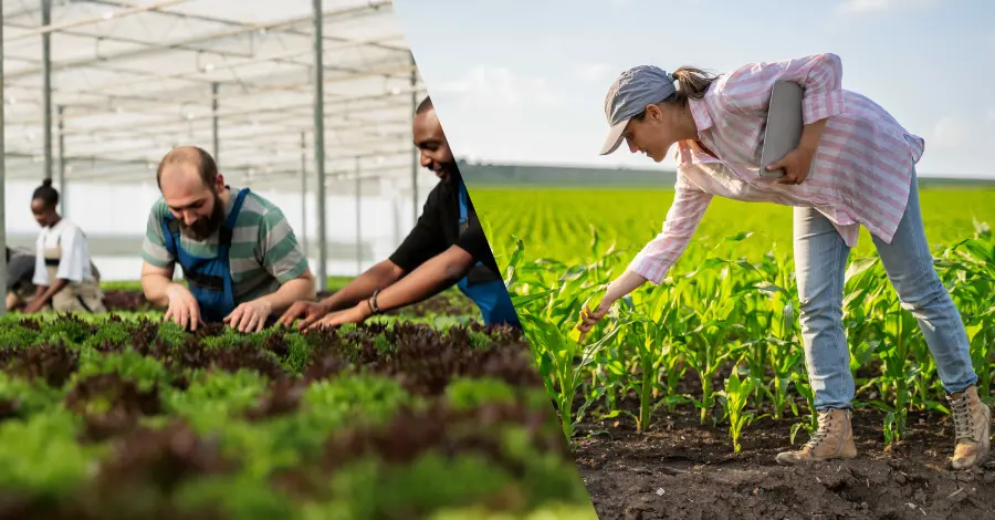 Maiores Setores Agrícolas Pilares da Produção Brasileira