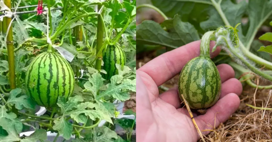 Como Cultivar Melancia em Pouco Espaço Guia Completo