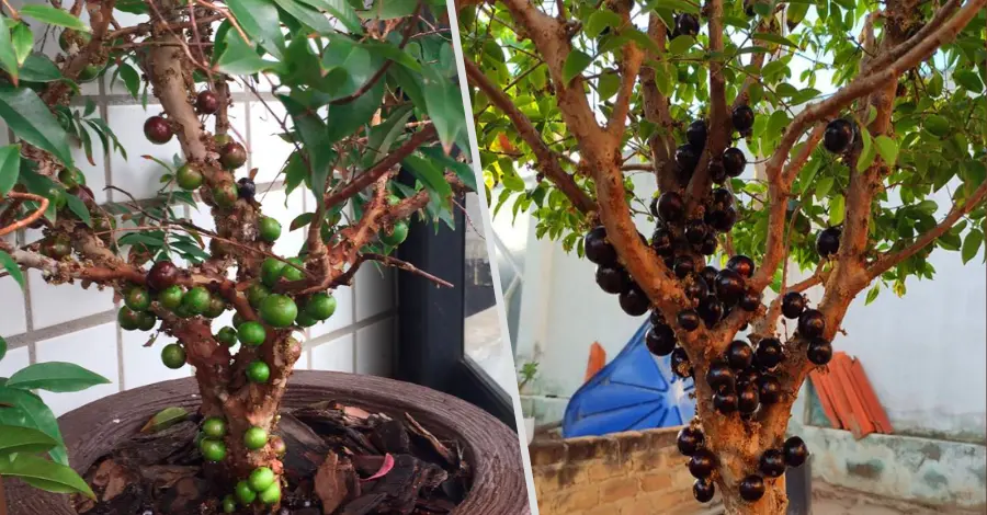 Como Plantar Jabuticaba em Vaso