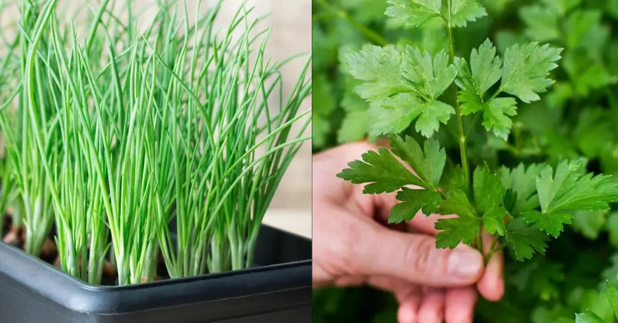 Como Plantar Salsinha e Cebolinha em Casa Guia Passo a Passo