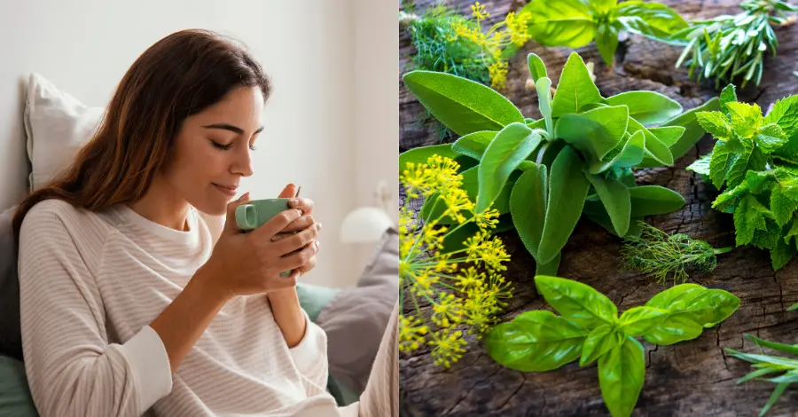 Plantas Medicinais para Dor nos Ossos Alívio Natural para o seu Bem-Estar