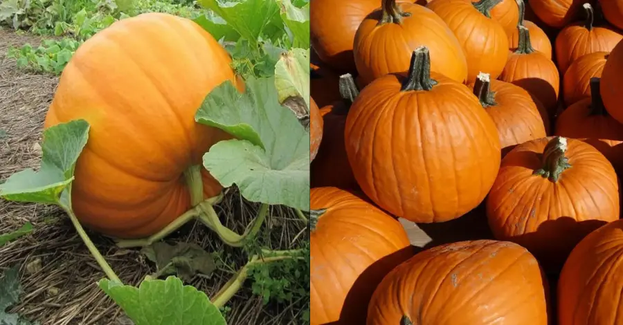 Como Cultivar Abóbora no Seu Quintal Guia Definitivo para uma Colheita Farta e Saborosa