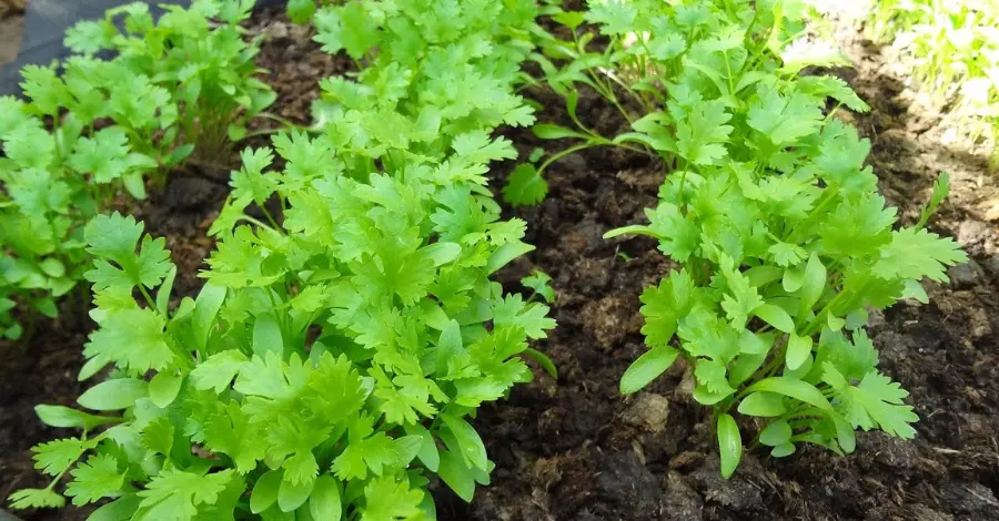 Como Cultivar Coentro em Casa Guia Passo a Passo