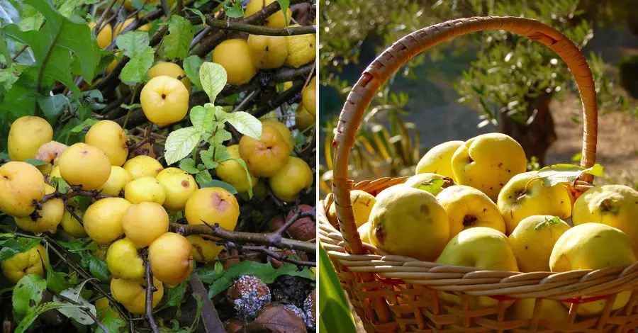 Como Cultivar Marmelo em Casa Guia Passo a Passo