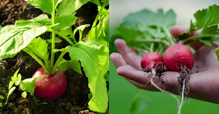 Como Cultivar Rabanetes em Casa de Forma Simples