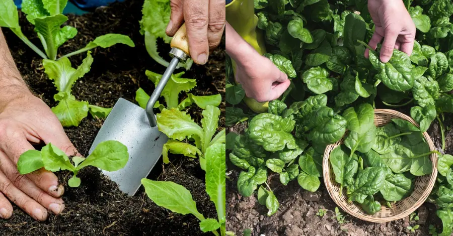 Como Plantar Espinafre no Seu Quintal Um Guia Completo Passo a Passo