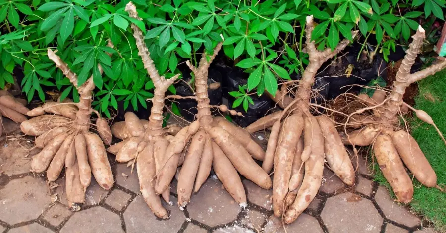 Como Plantar Mandioca no Quintal de Casa e Ter uma Colheita de Sucesso