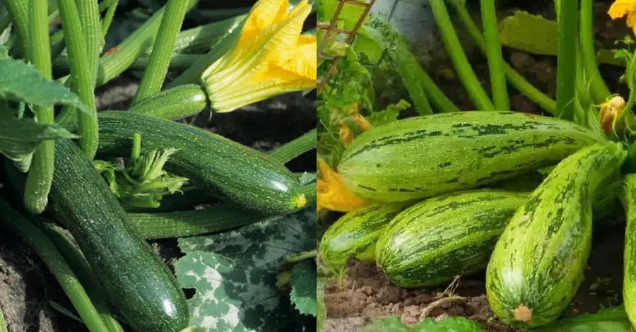 Como Plantar e Cultivar Abobrinha em Casa Guia Passo a Passo