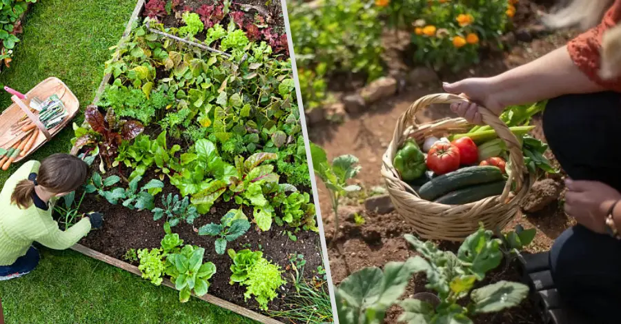 Cultivando Horta em Espaço Pequeno