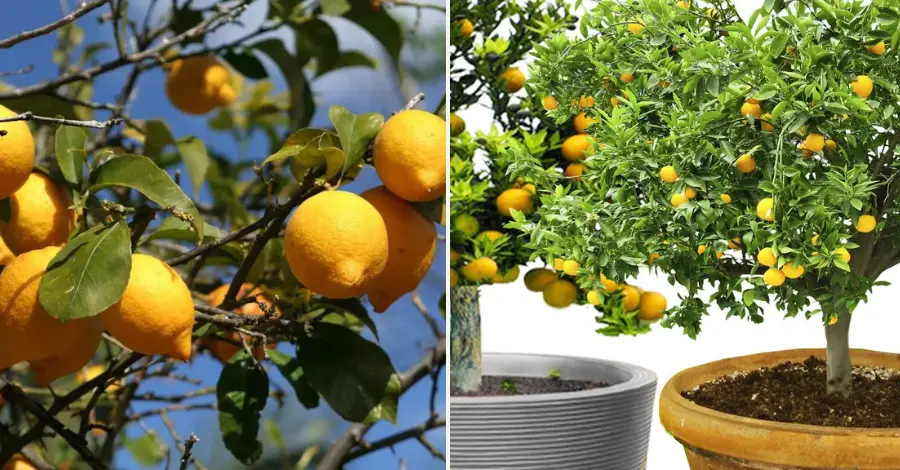 Cultivo de Laranja Lima em Casa Guia Passo a Passo